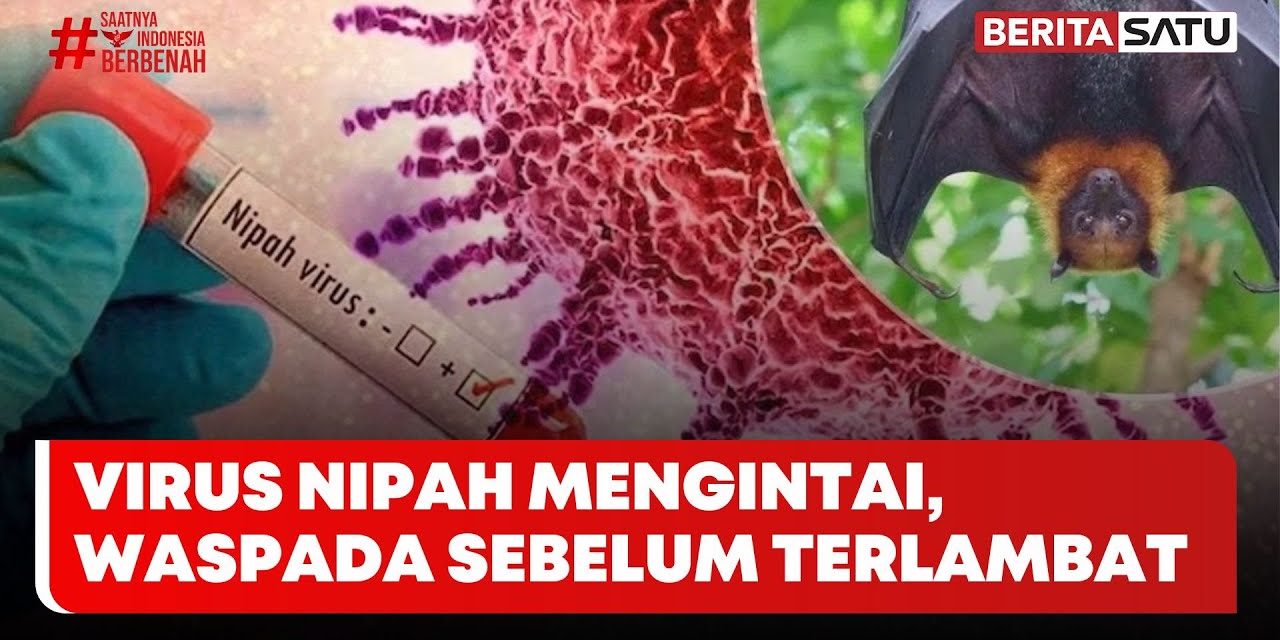 Jejak Virus Nipah Di Indonesia: Di Temukan Pada Kelelawar