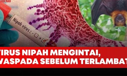 Jejak Virus Nipah Di Indonesia: Di Temukan Pada Kelelawar