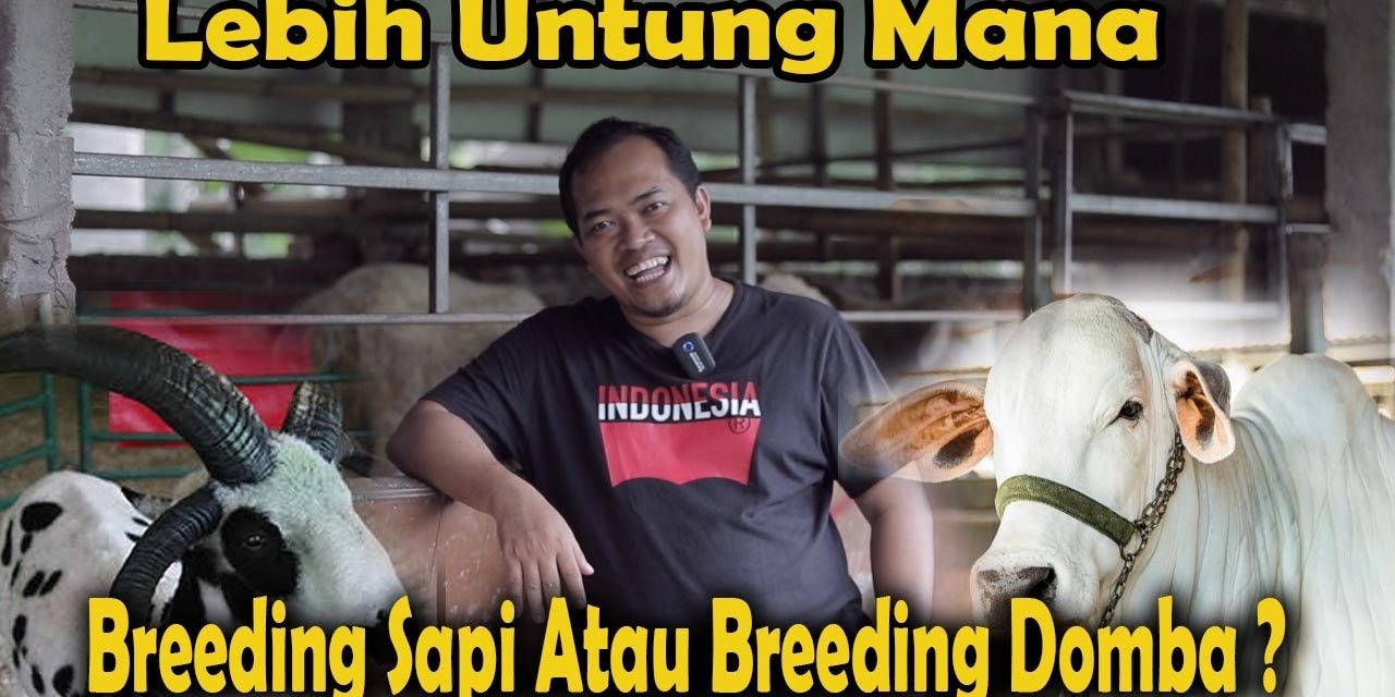 Ternak Sapi Dan Kambing: Mana Yang Lebih Cepat Balik Modal?
