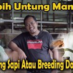 Ternak Sapi Dan Kambing: Mana Yang Lebih Cepat Balik Modal?