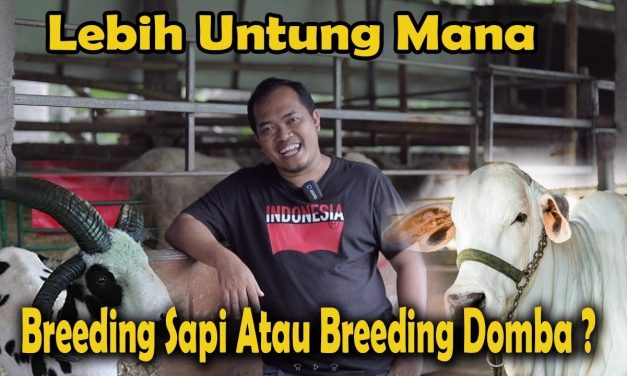 Ternak Sapi Dan Kambing: Mana Yang Lebih Cepat Balik Modal?