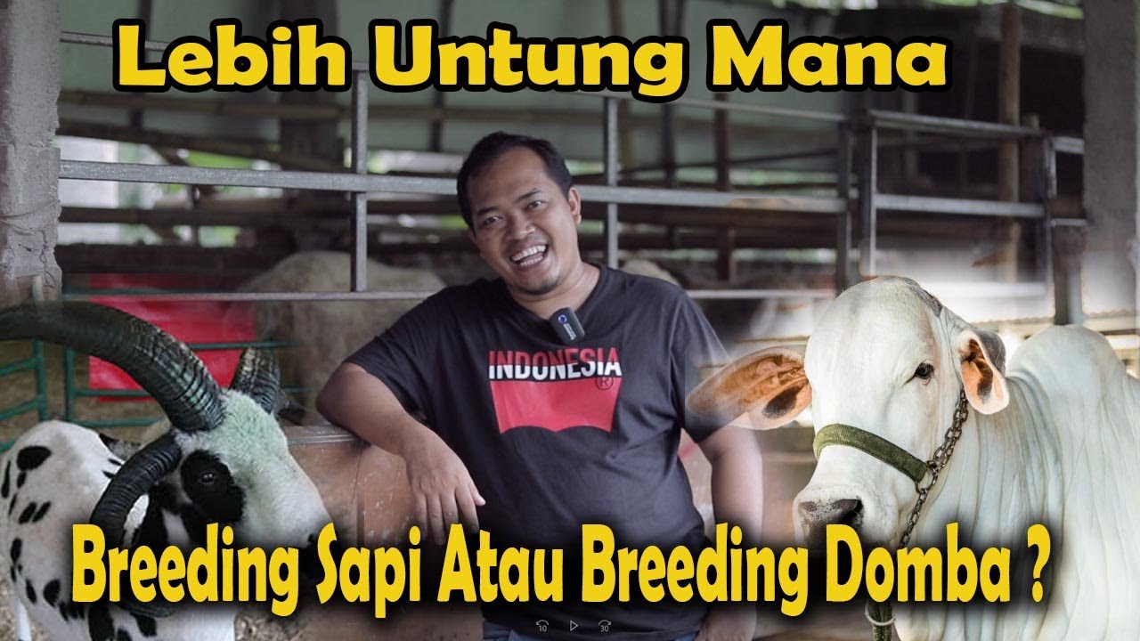 Ternak Sapi Dan Kambing