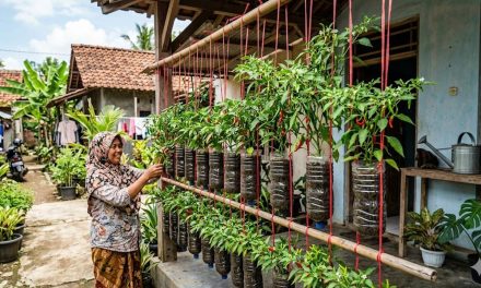 Tips Cabai Gantung Tetap Subur, Estetik, Dan Rajin Berbuah