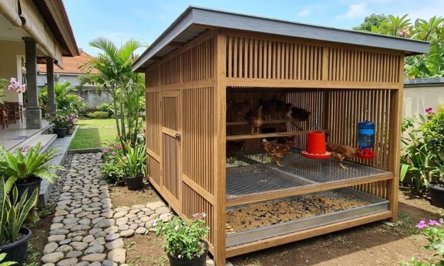 Kandang Ayam Ventilasi Alami Yang Nyaman Dan Mudah