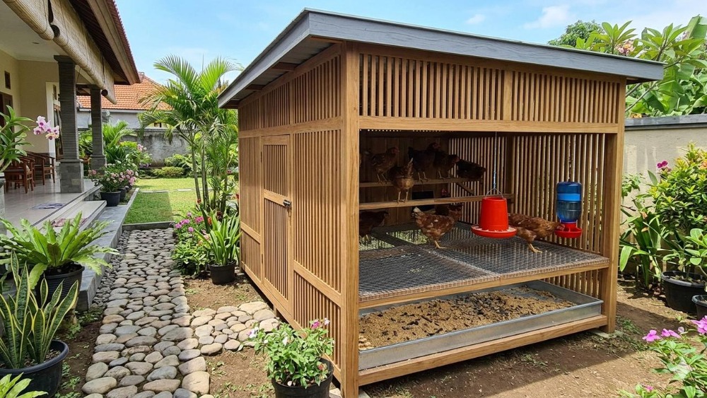 Kandang Ayam Ventilasi Alami Yang Nyaman Dan Mudah