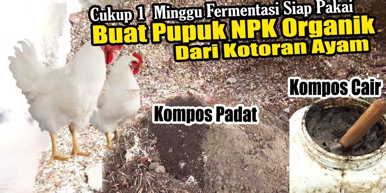 Cara Buat Pupuk Kandang Dari Kotoran Ayam, Ini Tutorialnya