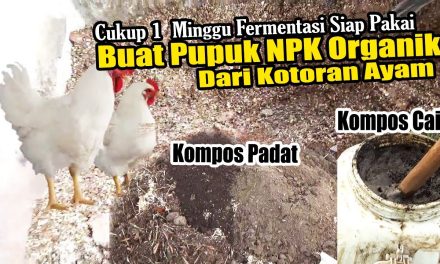 Cara Buat Pupuk Kandang Dari Kotoran Ayam, Ini Tutorialnya