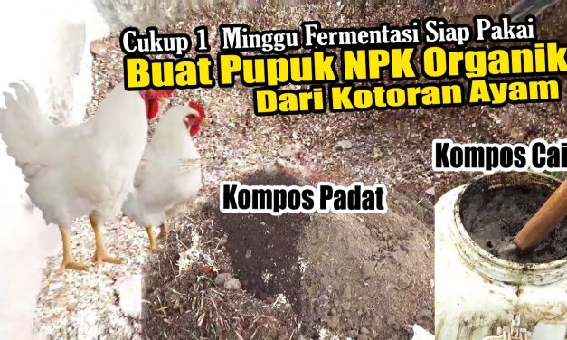 Cara Buat Pupuk Kandang Dari Kotoran Ayam, Ini Tutorialnya
