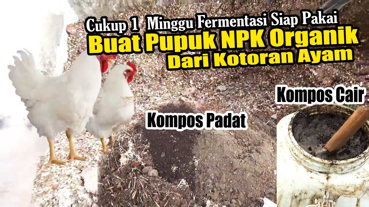 Cara Buat Pupuk Kandang