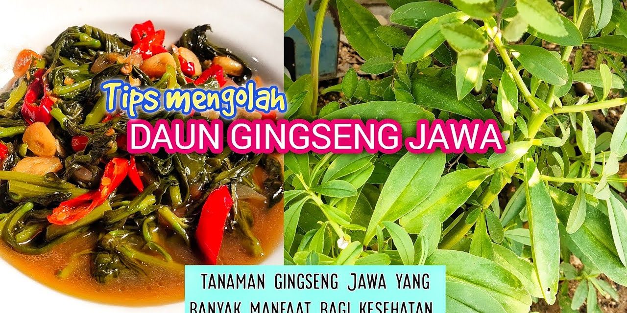 Tumis Daun Ginseng: Resep Praktis Untuk Hidup Lebih Sehat