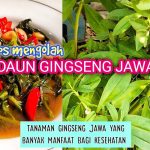 Tumis Daun Ginseng: Resep Praktis Untuk Hidup Lebih Sehat
