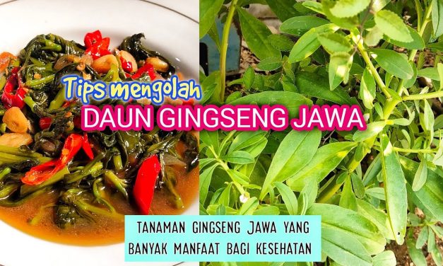 Tumis Daun Ginseng: Resep Praktis Untuk Hidup Lebih Sehat