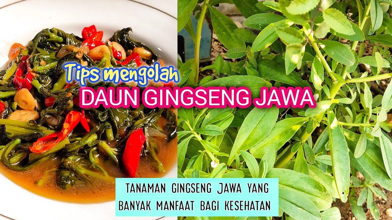 Tumis Daun Ginseng
