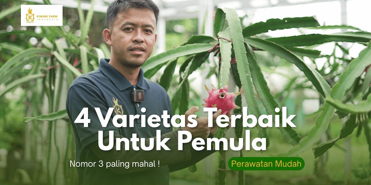 4 Varietas Buah Naga Cepat Panen Cocok Di Dataran Rendah