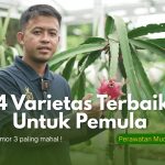 4 Varietas Buah Naga Cepat Panen Cocok Di Dataran Rendah