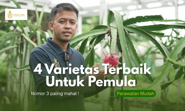 4 Varietas Buah Naga Cepat Panen Cocok Di Dataran Rendah