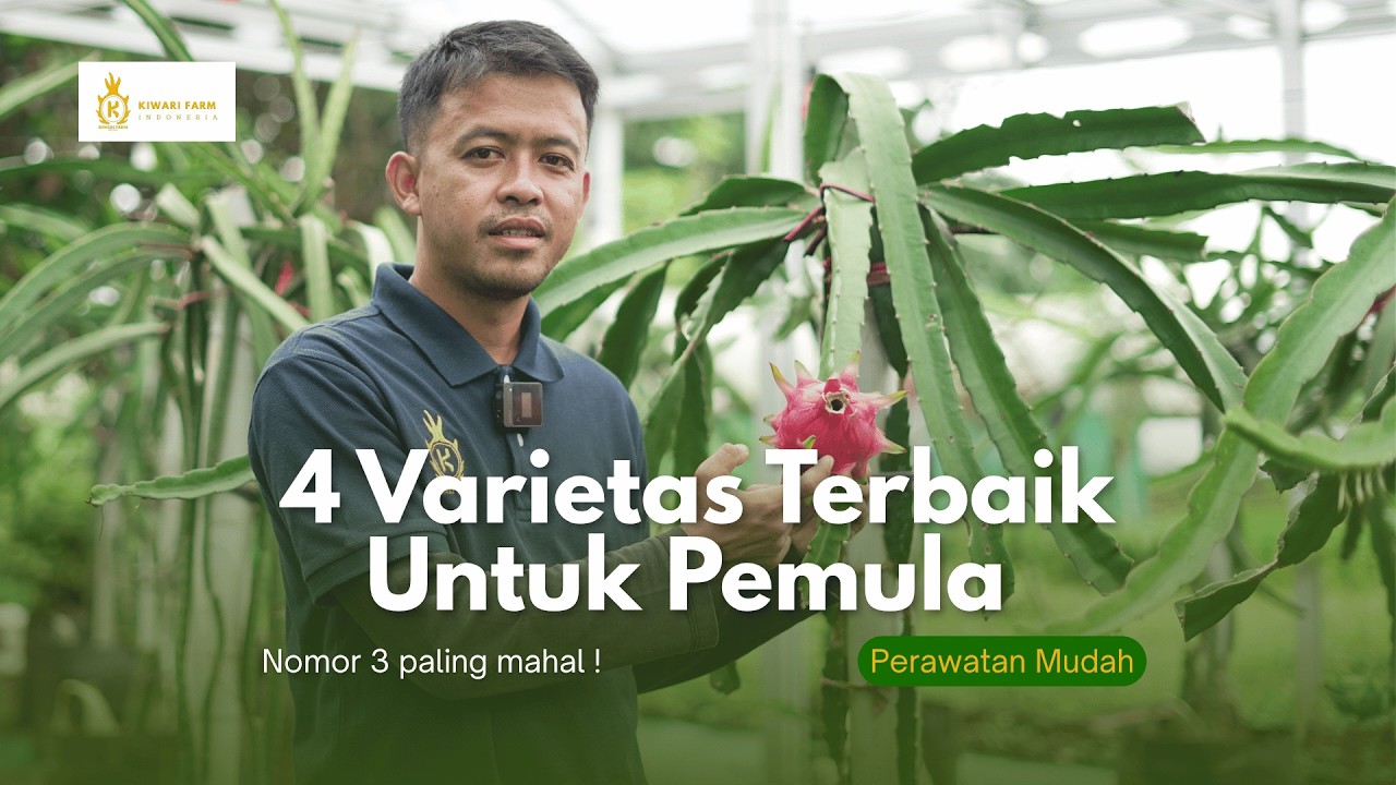 4 Varietas Buah Naga
