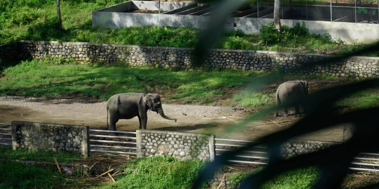Tangkahan Salah Satu Surganya Habitat Para Gajah Di Sumatra