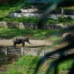 Tangkahan Salah Satu Surganya Habitat Para Gajah Di Sumatra