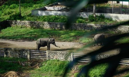 Tangkahan Salah Satu Surganya Habitat Para Gajah Di Sumatra